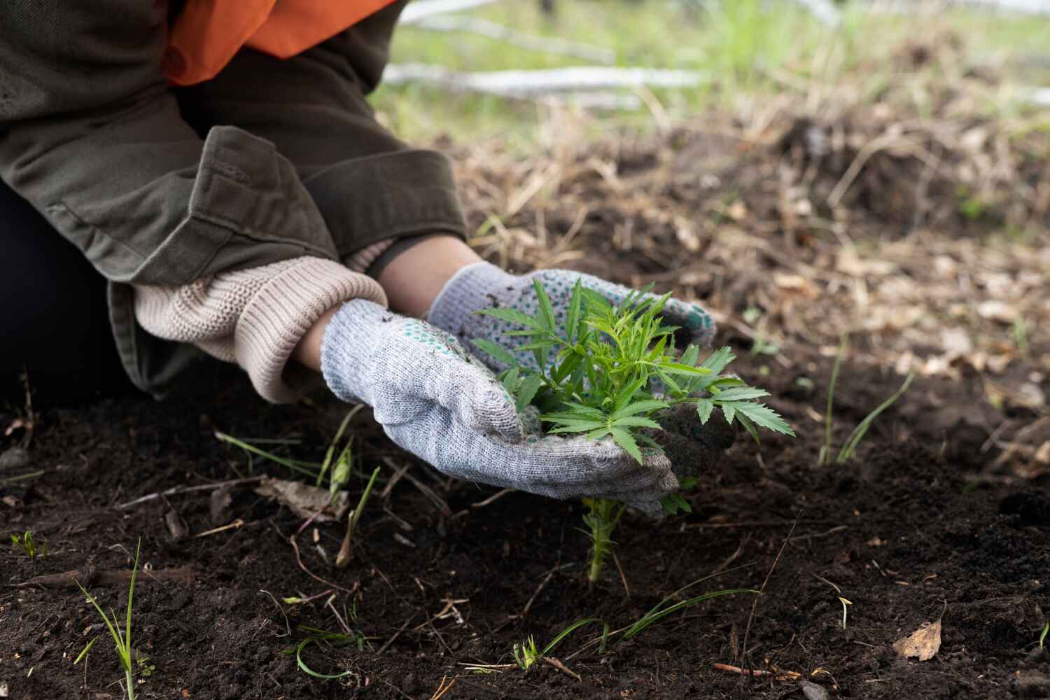 Pelahatchie, MS Tree Service Company